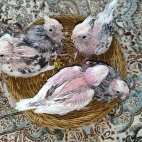 عروس سرلاکی