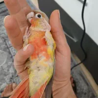 گرینچیک رام فول رد|پرنده|هشتگرد, شهرک آرتیمان|دیوار