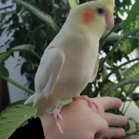 جوجه عروس هلندی