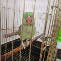 شا طوطی ماده