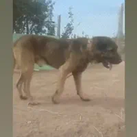 سگ گمشده|سگ|ایواوغلی, |دیوار