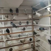 کفتر|پرنده|قم, ارم|دیوار