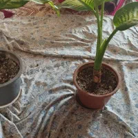 گل دیفن باخیا|گل و گیاه طبیعی|اهر, |دیوار