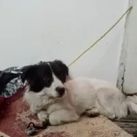 سگ پا کوتاه نر