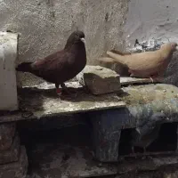 جفت  عتیقه کرمانی|پرنده|تربت‌حیدریه, بالا ولایت|دیوار