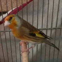 سهره قناری ۳ ساله استاد جوجه ساز
