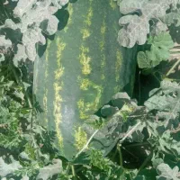 فروش انواع هندوانه