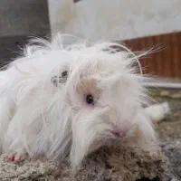 خوکچه هندی|موش و خرگوش|تولم شهر, |دیوار