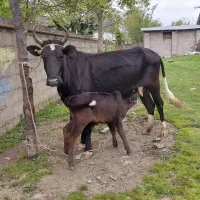 گاوو گوساله نر چالوسی اث