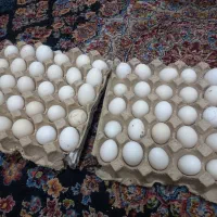 تخم مرغ محلی(بومی)