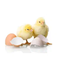 سلام گزاشتن هر نوع تخم داخل دستگاه