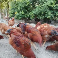 فروش قو غاز سفید، بوقلمون پنج ماهه و فریگ و خروس