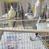 فروش فوق العاده عروس هلندی نر