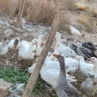 غاز جوان محلی