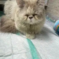 گربه پرشین هیمالین