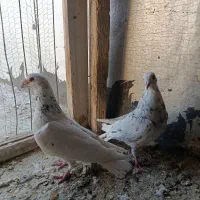 کبوتر شهرستانی