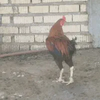فروش خروس لاری سن یک سال