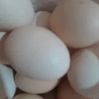 تخم مرغ
