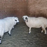 گوسفند