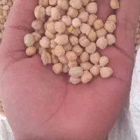 نخود عمده