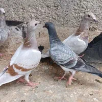 14عدد جوانه کفتر