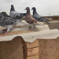 پلاکی، مسافتی