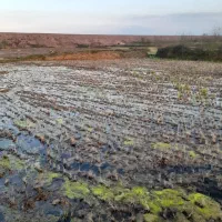 شالیزار به همراه یک باب غرفه