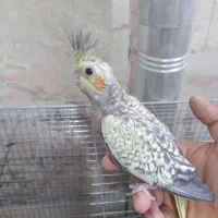 جوجه عروس سرلاکی
