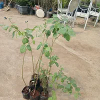 فروش نهال بلوبری ترکیه|خدمات باغبانی و درختکاری|بابل, |دیوار