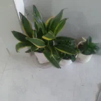 گل سانسوریا