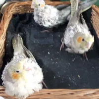 جوجه عروس ۲۰ روزه دستی