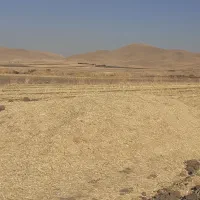 کاه گندم|حیوانات مزرعه|کنگاور, |دیوار