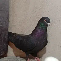 کبوتر|پرنده|شاهین دژ, |دیوار