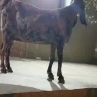 فروش بز پاکستانی