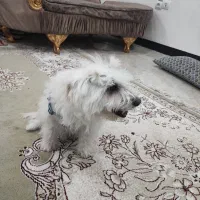 سگ تریرمیکس شناسنامه دارواکسن زده|سگ|ایلام, |دیوار