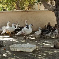 قوغاز خاکستری