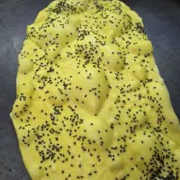 کولیره چوره