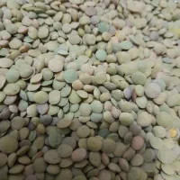 عدس محلی (قزوین) تازه و پاک کرده کیلویی