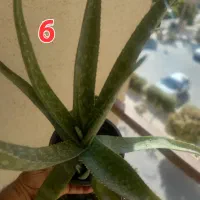 مجموعه ۱۰ گلدان کاکتوس و گل|گل و گیاه طبیعی|یزد, |دیوار