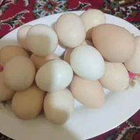بلدرچین،زرده،سفیده منجمد،بومی|خوردنی و آشامیدنی|تهران, آرژانتین|دیوار
