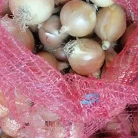 پیاز|عمده‌فروشی|قوچان, |دیوار