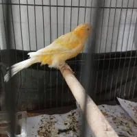 سه عددقناری