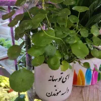 گیاه هیدروکوتیل / پول سکه ای / گیاه شانس|گل و گیاه طبیعی|کرج, گوهردشت|دیوار