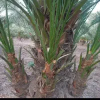 200 عدد پالم و 50 عدد فسیل زاهدی با تخفیف ویژه