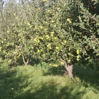 سیب|خوردنی و آشامیدنی|هشترود, |دیوار