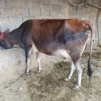 فروش گاو و گوساله|حیوانات مزرعه|لامرد, |دیوار