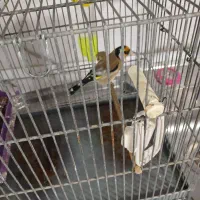 سهره جوجه قفس گل نارنجی