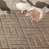 طوقی هفت رنگ|پرنده|نجف‌آباد, امیرآباد|دیوار