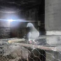 گو طوقی ماده گزن سیم التی