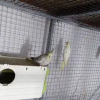 عروس هلندی|حیوانات مزرعه|کرج, اصفهانیها|دیوار